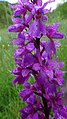 Orchis mascula Germany - Moosalbtal (bei Völkersbach)