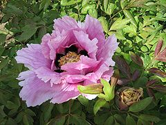 Paeonia rockii