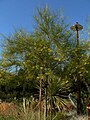 Palo verde in flower