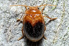 Prionocyphon discoideus 204228834.jpeg