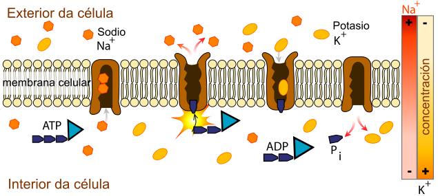 Mecanismo da bomba de intgercambio de sodio-potasio.