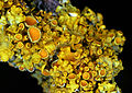 9 Xanthoria-parietina-gelbflechte uploaded by Holleday, nominated by Citron