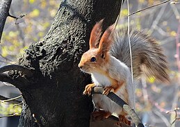 Білка звича́йна (Sciurus vulgaris)