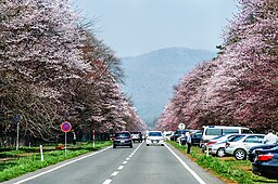 Körsbärsblomning längs Nijukken-dōro