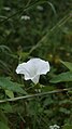 Calystegia sepium