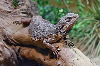 Eastern Bearded Dragon