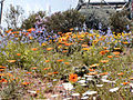 Prairie-bloemen