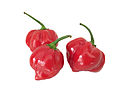 Habanero merah