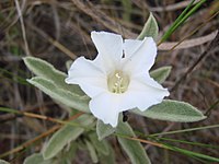 Ipomoea tomentosa