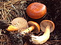 Lactarius luculentus