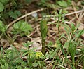 Lysimachia vulgaris