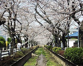 深沢地区内を流れる春の呑川