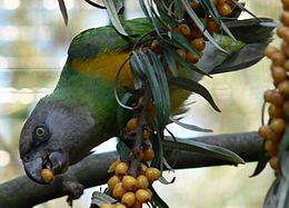 Poicephalus senegalus, що їсть фрукти.