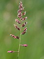 inflorescense, Photo by Kristian Peters