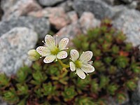 Saxifraga tricuspidata