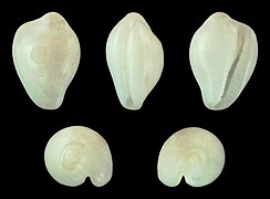 Sulcerato pellucida, shell