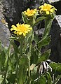 Inyo tonestus (Tonestus peirsonii) endemic, closeup of flower