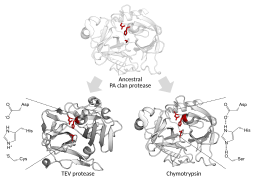 Catalytic triad