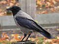 Qirik (Corvus corone cornix)