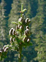 Mount Rainier National Park