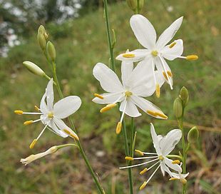 Grenet edderkopurt (Anthericum ramosum) Foto: BerndH