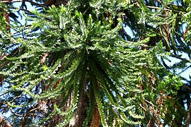 Araucaria australiana