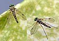 Chrysopilus splendidus