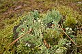 Cladonia fimbriata