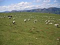 Moutons en estive (manech tête noire près de Saint-Jean-Pied-de-Port).