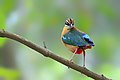 Image 16The Indian pitta (Pitta brachyura) is a passerine bird native to the Indian subcontinent. It inhabits scrub jungle, deciduous and dense evergreen forest. The pictured specimen was photographed at Bhawal National Park. Photo Credit: Md shahanshah bappy