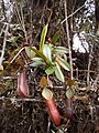 Nepenthes tentaculata