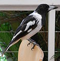 Cassican à gorge noire (Cracticus nigrogularis)