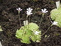 Pinguicula erreriana