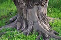 damaged by beavers