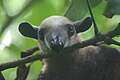 TdM 03/13: Nördlicher Tamandua