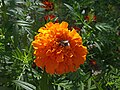 * Nomination Tagetes erecta in Saint Petersburg, Russia. --Екатерина Борисова 01:21, 11 September 2024 (UTC) * Promotion  Support Good quality. --Johann Jaritz 01:25, 11 September 2024 (UTC)