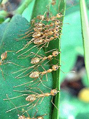 Weaver ants (Oecophylla smaragdina pictured) make nests in trees made of leaves stitched together using the silk produced by their larvae