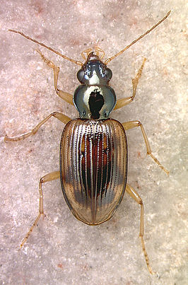 Bembidion germainianum