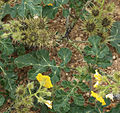 Buffalo berry (Solanum rostratum) prickly fruits