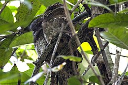 Srí Lanka-i békaszájú (Batrachostomus moniliger)