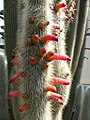 Siver torch cactus flowering