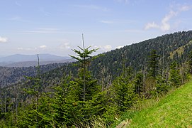 Southern Appalachian spruce-fir forest près du dôme Clingmans