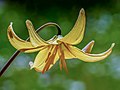 Un autre Erythronium 'Pagoda'