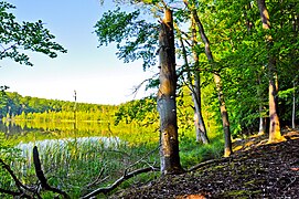 Grumsiner Forst (Brandenburg)