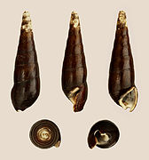 Faunus ater (Black Faunus), Shell