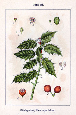 Ilex aquifolium