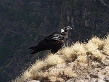 Foto eines Erzraben im äthiopischen Hochland