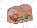 Diagram od Oligochaeta anatomy