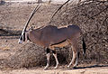 Oryx dans la réserve nationale de Samburu