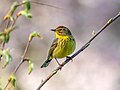 Image 78Palm warbler in Green-Wood Cemetery